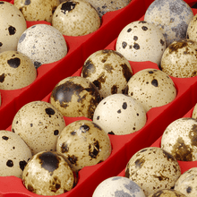 Load image into Gallery viewer, Digital incubator ET 49 with OVOMATIC egg turning unit