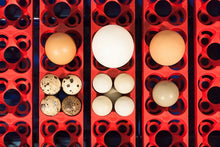 Load image into Gallery viewer, REAL 24 Automatic Incubator