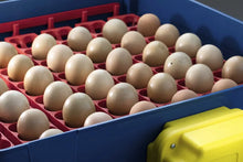 Load image into Gallery viewer, REAL 49 Automatic Incubator